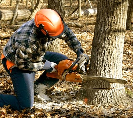 Tree Removal in Terrell, NC